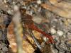 Sympetrum meridionale